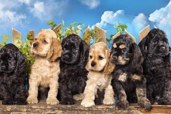 The Top 5 Family Dog Breeds